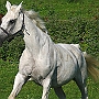 Hessisches_Warmblut 21 (12)